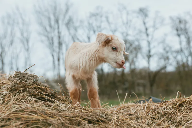 Curious goat kid standing on straw in a rural yard, soft natural light, farm animal lifestyle, outdoors, calm rustic scene with earthy tones, gentle textures, everyday farm life, subtle morning