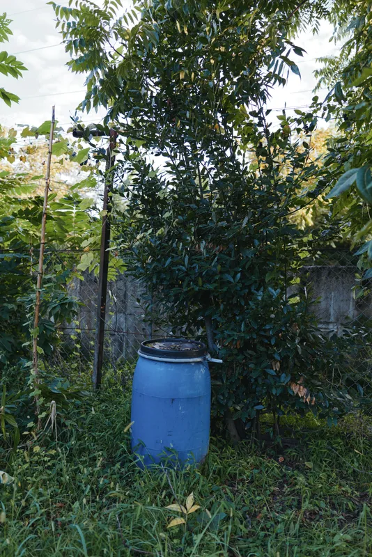 Blue barrel in backyard garden near concrete wall and overgrown vegetation, rainwater barrel outdoors used for irrigation and storage, rustic utility scene for gardening and yard maintenance.