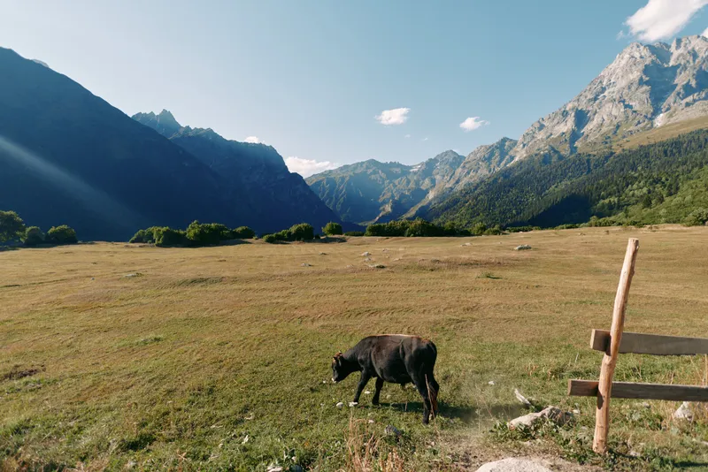 Cow grazing in a green meadow with dramatic mountains and a wide valley, pastoral landscape under blue sky and sunlight. Rural pasture scene with fence and tranquil alpine scenery.