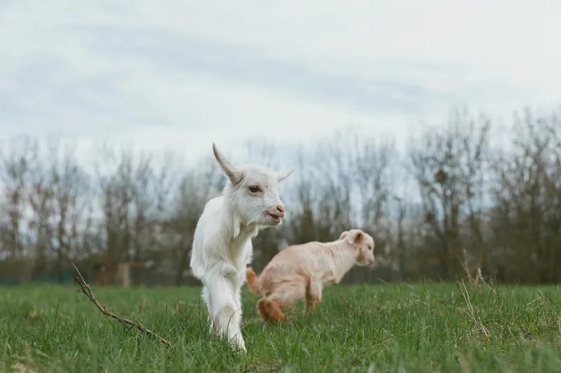 Two young goats explore a grassy field on a cloudy day with bare trees in the background, capturing a natural and peaceful countryside lifestyle moment.