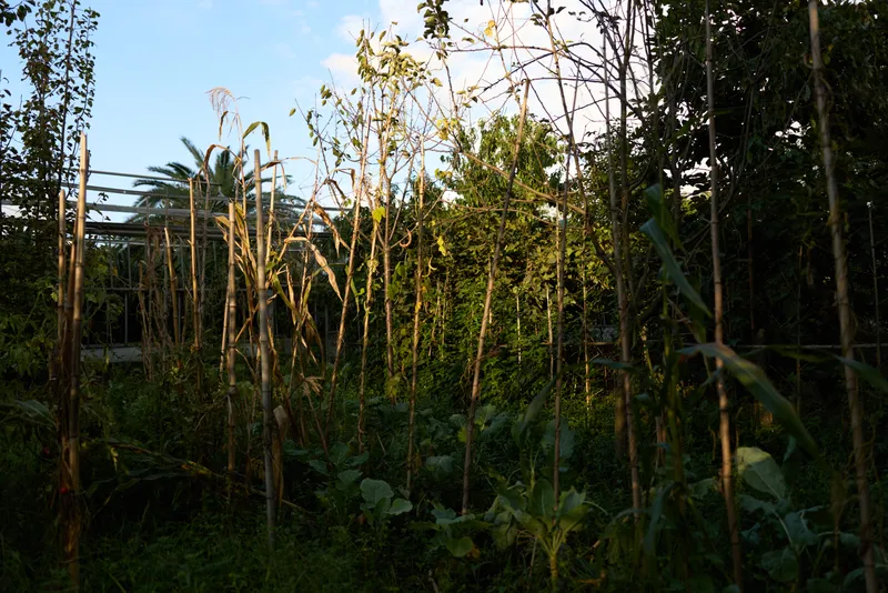 Tropical garden with dried stalks and trellis poles, overgrown greenery and palm trees in late afternoon light. Backyard vegetable patch suggests rustic farming and casual outdoor lifestyle.