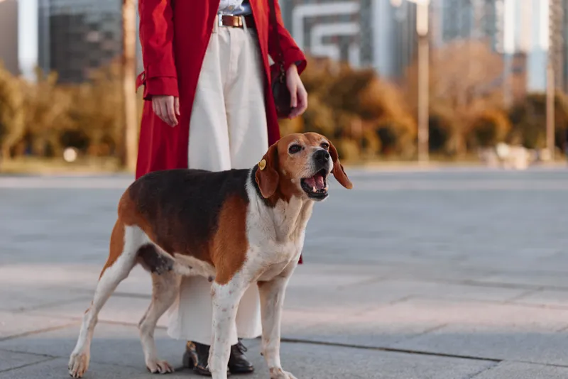 A beagle dog stands alert and barks next to a person wearing white pants and a red coat in an urban outdoor setting during golden hour.