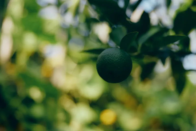 A close up of a green lime hanging from a branch, sunlit leaves blur in the background, vibrant fruit ready to harvest.
