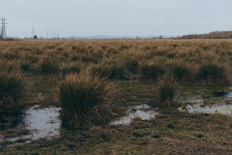 Landscape field with tall dry grass and shallow muddy pools, outdoors under an overcast sky, nature rural wetland feel, muted earthy colors, wide view