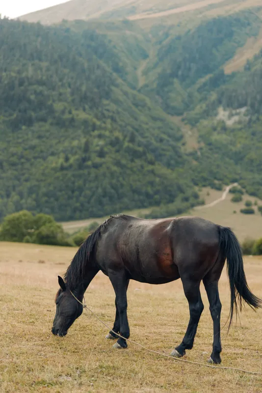 A solitary horse grazes in a grassy meadow with rolling hills and forested slopes in the distance, capturing a peaceful rural scene and natural calm.