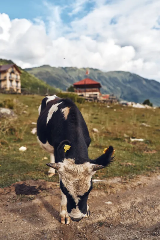 A black and white cow grazes in a grassy meadow with rolling hills and distant houses under a bright sky, creating a peaceful rural landscape perfect for nature and farm themed projects.