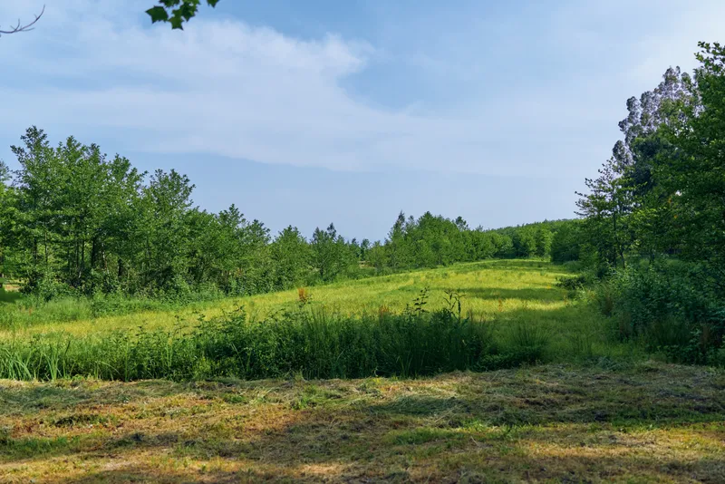 Meadow grass field trees sky landscape nature summer scene with sunlit rolling clearing, wildflowers and distant tree line under soft blue sky for outdoor relaxation and photography.