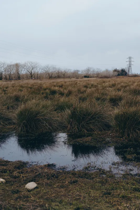 Countryside landscape with field, water puddle, cloudy sky, wet grass and bare trees, calm rural mood, outdoor nature lifestyle scene, early spring, wide view, muddy banks, distant horizon