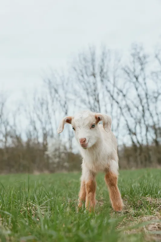 Goat kid stands in a grassy field, outdoors under bright sky, embodying a simple rural lifestyle, curious, cute, and calm as sunlight warms white fur and brown accents.