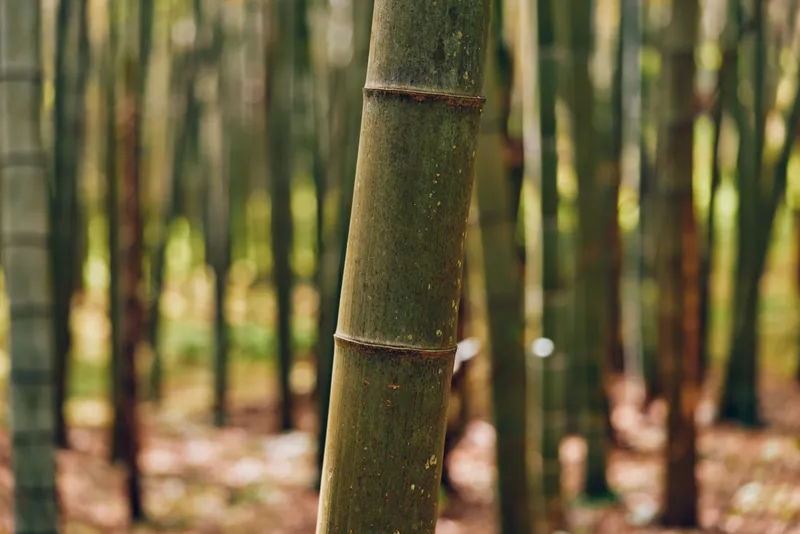 Bamboo forest stalk in a green grove, closeup of a single bamboo with detailed texture and visible nodes. Nature scene with vertical trunks, tranquil woodland atmosphere and depth.