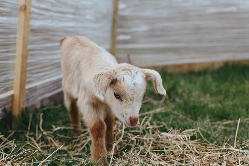 Playful goat kid explores a grassy yard near a wooden fence, straw on the ground. Rustic lifestyle scene highlighting farm life, outdoors, and gentle animal companionship.