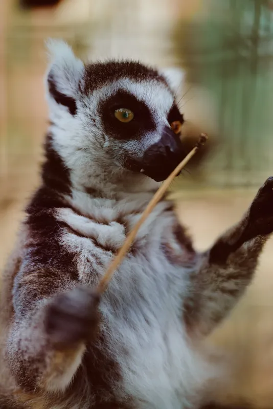Lemur ringtailed primate wildlife animal closeup portrait of a curious ringtailed lemur standing on hind legs, reaching with paws, showing soft fur texture and bright expressive eyes.