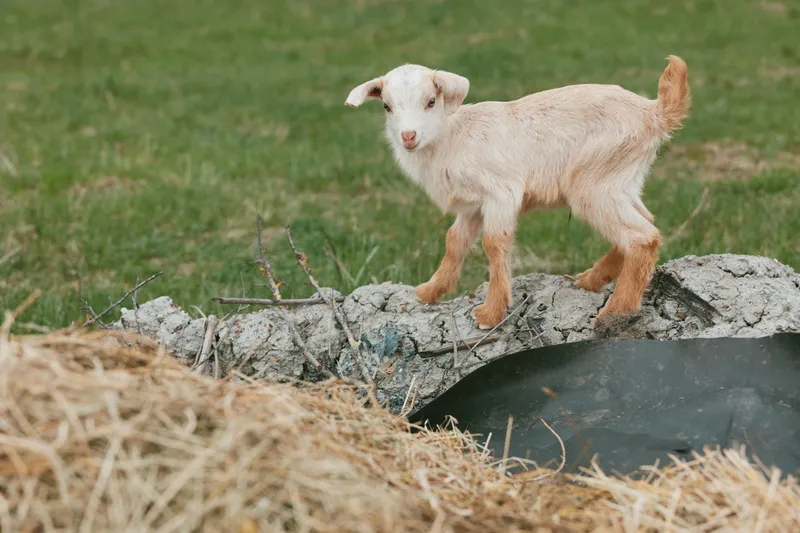 A playful goat kid balances on a rocky edge above straw, exploring a tunnel in a rural yard. Bright daylight over grass, capturing a simple farm lifestyle and natural curiosity in farm animal