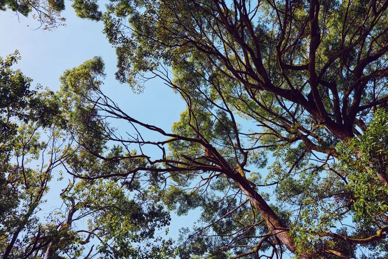 Tree canopy and branches with green leaves against blue sky, viewed from below. Nature forest treetop scene with sunlight filtering through foliage, bark textures and peaceful outdoor landscape.