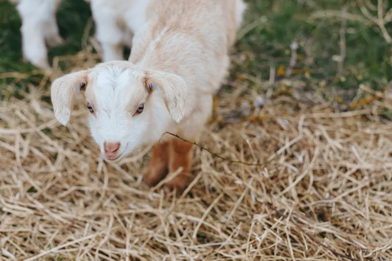 Goat kid outdoors in a straw covered yard, exploring a rustic farm setting with sunlight, gentle breeze, and natural colors, a curious and adorable moment in the countryside