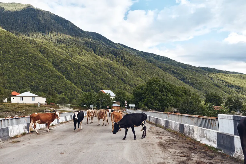 Cattle and herd graze on a rural bridge set in a scenic countryside landscape with hills, trees, and open skies, creating a calm outdoors scene rich in pastoral charm.