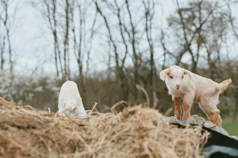 Goat, kid, farm, livestock, outdoors, rural, hay, animal, pasture, rustic scene shows a curious kid goat standing on a hay mound near its companion in a quiet farm yard with bare trees and soft