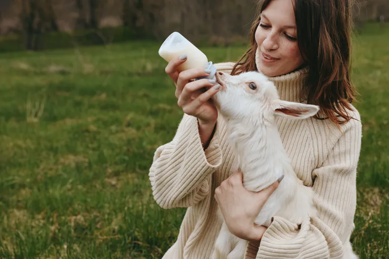 Young woman in a beige sweater feeds a white baby goat with a bottle outdoors on a grassy field during a calm lifestyle moment.