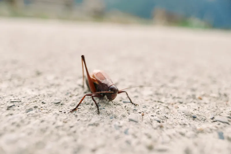 Insect cricket closeup on rough ground with visible antennae and legs, macro shallow depth of field showing brown bug crawling across textured surface in natural outdoor environment.