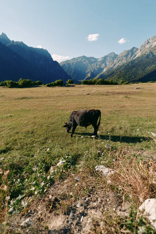 Cow, meadow, mountains, grazing, valley, pasture, landscape, nature in a sunlit alpine field with a solitary black cow feeding on grass, wide open plain and distant rugged peaks.