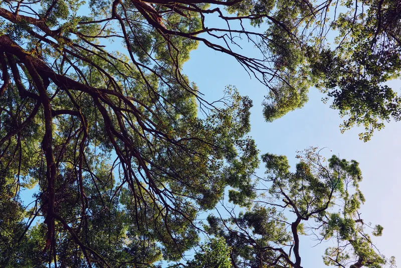 Tree branches and green leaves forming a sunlit canopy against blue sky, nature scene with forest foliage, dappled sunlight and organic textures for outdoor background and mood.