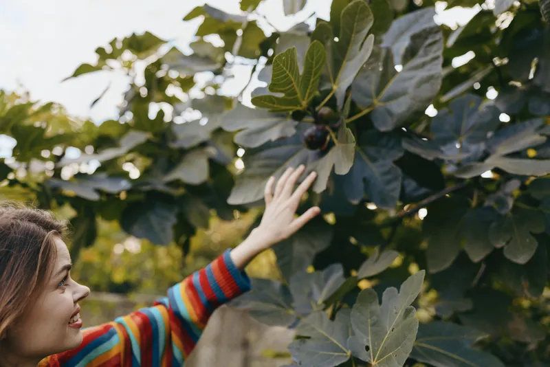 Woman, young woman in a colorful striped sweater reaching toward a fig tree, smiling outdoors in a garden. Mid twenties female model touching leaves in a relaxed lifestyle travel scene.