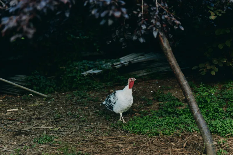 Turkey, farm bird, white turkey, walking turkey, rural yard, foraging, adult turkey, poultry — Adult white turkey walking calmly in shaded rural yard near wood pile, alert and pecking for food.