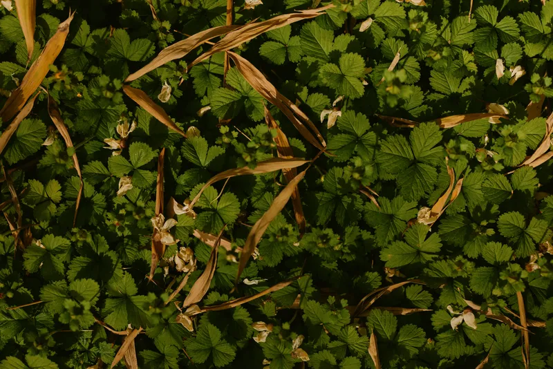clover leaves ground green plants grass create a dense natural carpet with scattered dried blades and tiny flowers, closeup texture and pattern of foliage in outdoor nature setting
