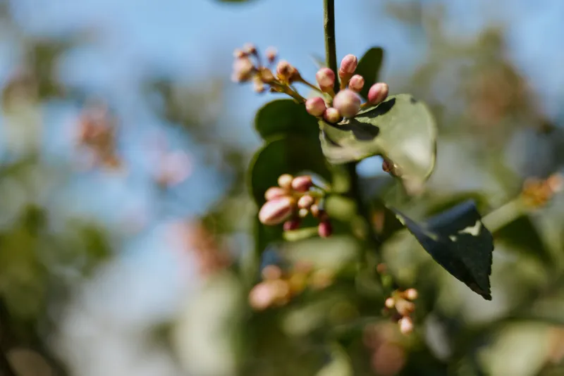 Closeup of pink buds on a leafy branch outdoors, soft sunlight gently illuminates delicate petals, shallow depth of field, natural colors, tranquil mood, spring garden scene.