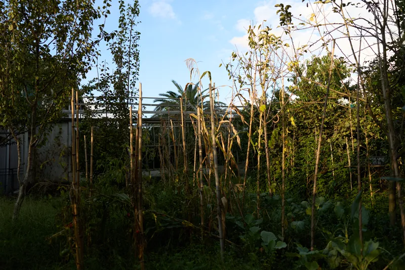 Garden plants dried stalks backyard vegetation trees sunlight overgrown plot with tall brown stalks and wild foliage, late afternoon rays casting long shadows in neglected yard.