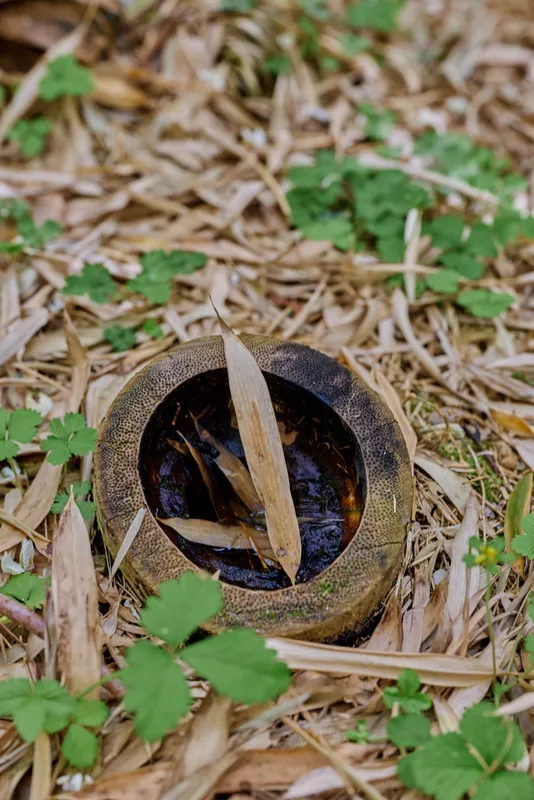 Bamboo hollow filled with water and fallen leaves on ground in nature, close-up of a weathered bamboo stem cavity surrounded by dry mulch and fresh green shoots on forest floor.