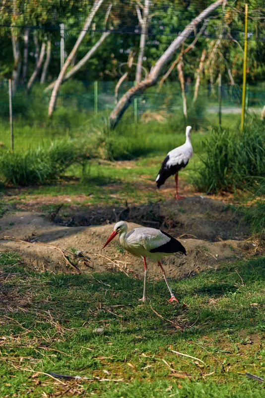 Stork bird wildlife in grass nature scene with long red beak and legs, two white storks foraging in meadow near trees and fence, natural habitat and serene outdoor setting