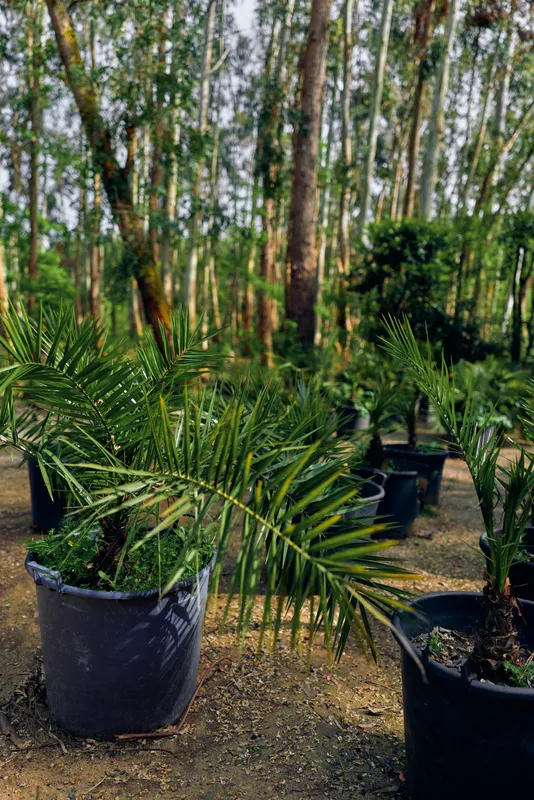 Palm plant in black pot at nursery with lush foliage and a sapling in a garden setting, small tree trunks and green leaves in rows under sunlight for outdoor cultivation.