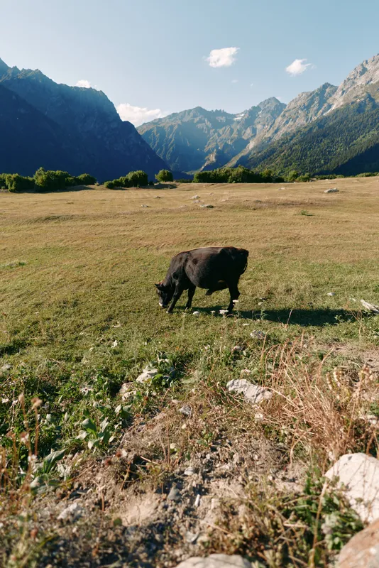 Cow in a sunlit meadow with distant mountains, grazing calmly on open pasture and wildflowers in a quiet field. Rural landscape conveys peaceful nature, summer outdoors and scenic valley.