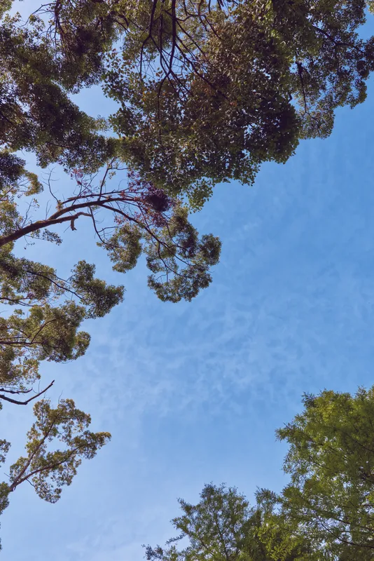 Trees canopy sky leaves nature forest composition with blue background, green foliage and branches seen from below, sunlight dappled treetops creating tranquil outdoor landscape.