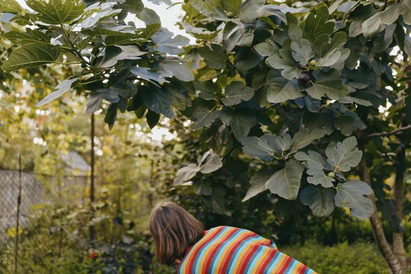 Woman in her 30s wearing a colorful striped sweater leaning over gardening in a backyard among green foliage, casual outfit, focused and serene lifestyle moment.