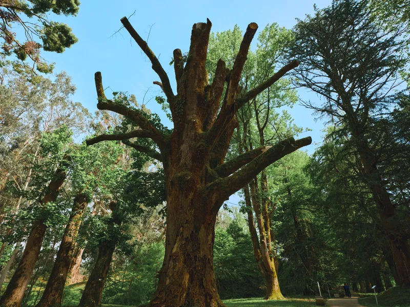 Old tree trunk with thick moss and pruned branches standing in a sunlit forest woodland park, textured bark and canopy above, serene atmosphere and dappled sunlight on green foliage.