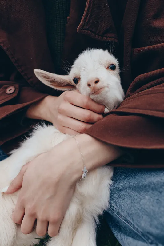 Goat kid cuddled in loving arms outdoors, a warm sunlit moment of affection and friendship between human and animal, a calm, serene scene with soft colors and natural charm