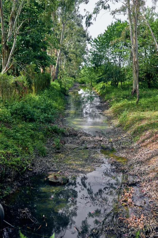 Creek, forest, stream, trees, water, reflection, green, nature - Narrow creek winds through dense forest with muddy creekbed and overhanging trees, calm water mirroring foliage and dappled sunlight.
