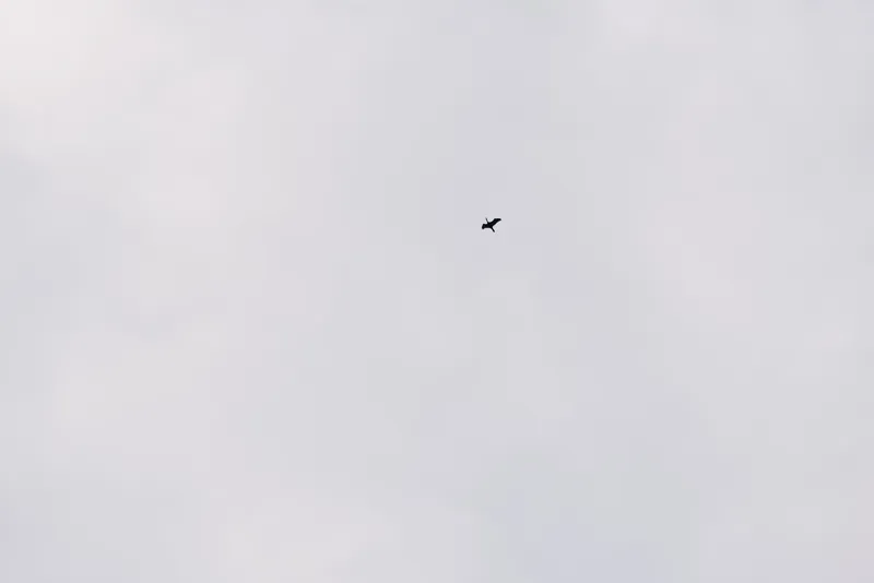 Small airplane in a pale gray sky, isolated and minimalist, conveying travel, distance, and freedom above calm clouds and expansive horizon above.