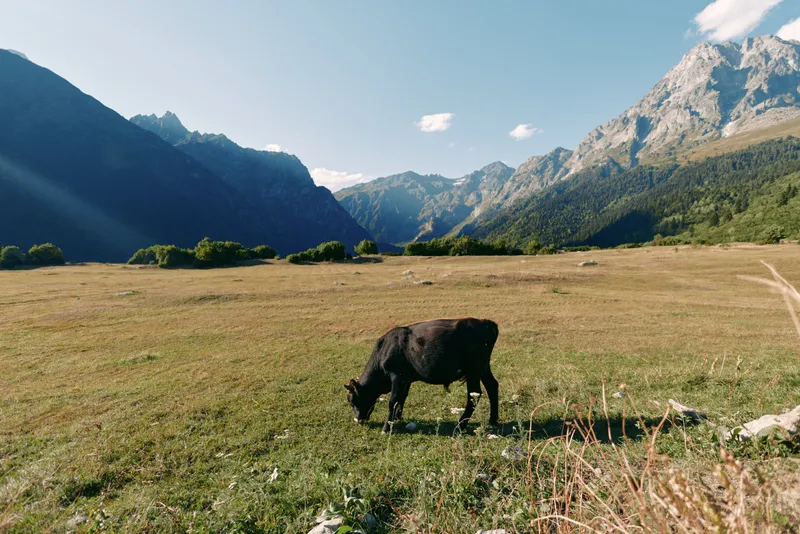 Cow grazing in a wide meadow with mountains and a valley in the background, alpine pasture and green grass under clear blue sky, rural landscape and peaceful nature.