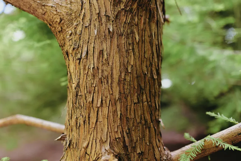 Closeup of tree bark on a weathered trunk showing rough texture and layered wood in a forest scene, nature detail and outdoor study of growth and natural patterns.