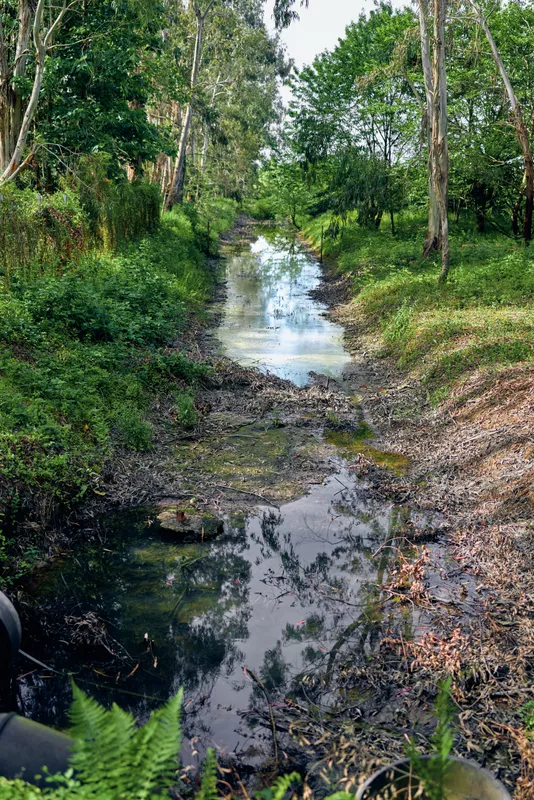 Stream in a forest with trees and clear reflection in a narrow creek surrounded by lush greenery, mossy bank and wetland vegetation, soft sunlight filtering through the canopy.