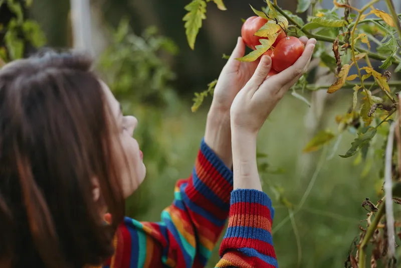 Woman in her 20s picking tomato in a backyard garden, wearing a colorful striped sweater while harvesting organic homegrown produce, focused and content in nature.