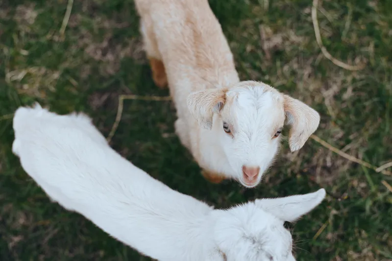 A curious goat kid peers upward beside an adult goat in a sunny outdoor farm scene, capturing a candid, natural moment of livestock lifestyle and gentle animal companionship, rural serenity.