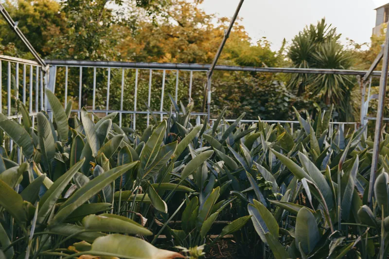 greenhouse, tropical plants, urban garden, green foliage, balcony garden with dense banana leaves and metal railing at golden hour, young female gardener in casual outfit tending pots, relaxing