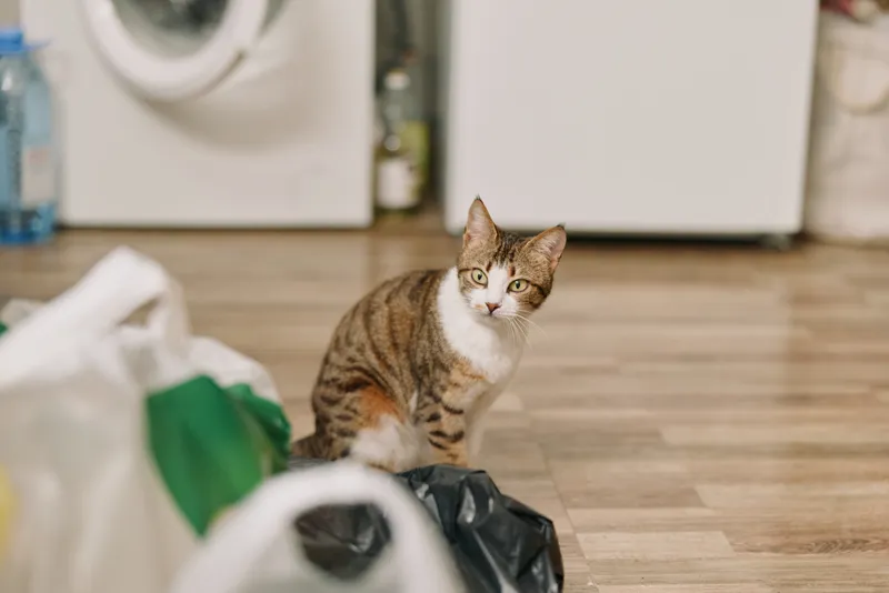 Tabby cat indoors on wooden floor beside shopping bags and trash bags, home lifestyle scene, calm curious gaze, soft daylight, candid moment with warm tidy background