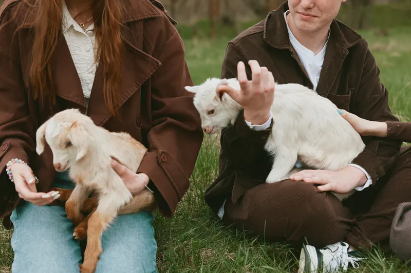 Lifestyle scene with a couple outdoors, gentle goats and kids on their laps, soft sunlight, relaxed smiles, rustic setting, wholesome moment, natural colors, candid interaction