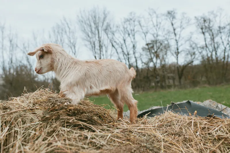 Young goat standing on a pile of hay in a rural outdoor setting during a cloudy day with bare trees in the background, showing natural curiosity and calmness.