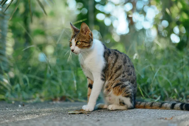 A curious tabby cat sits on a pavement beside lush greenery. It gazes ahead with calm focus, creating a tranquil outdoor scene full of natural textures.